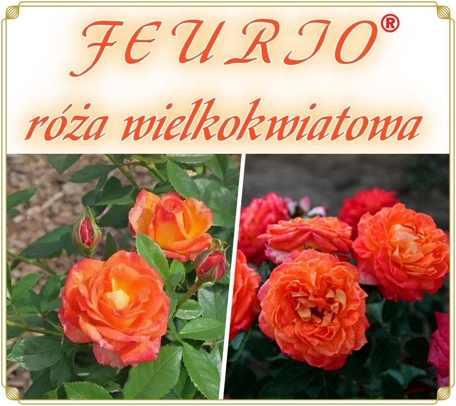 Feurio róża wielkokwiatowa